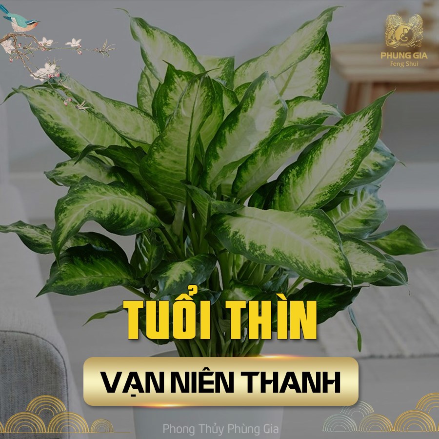 Cây phong thuỷ giúp tuổi Thìn vượng khí, gặp quý nhân may mắn cả đời